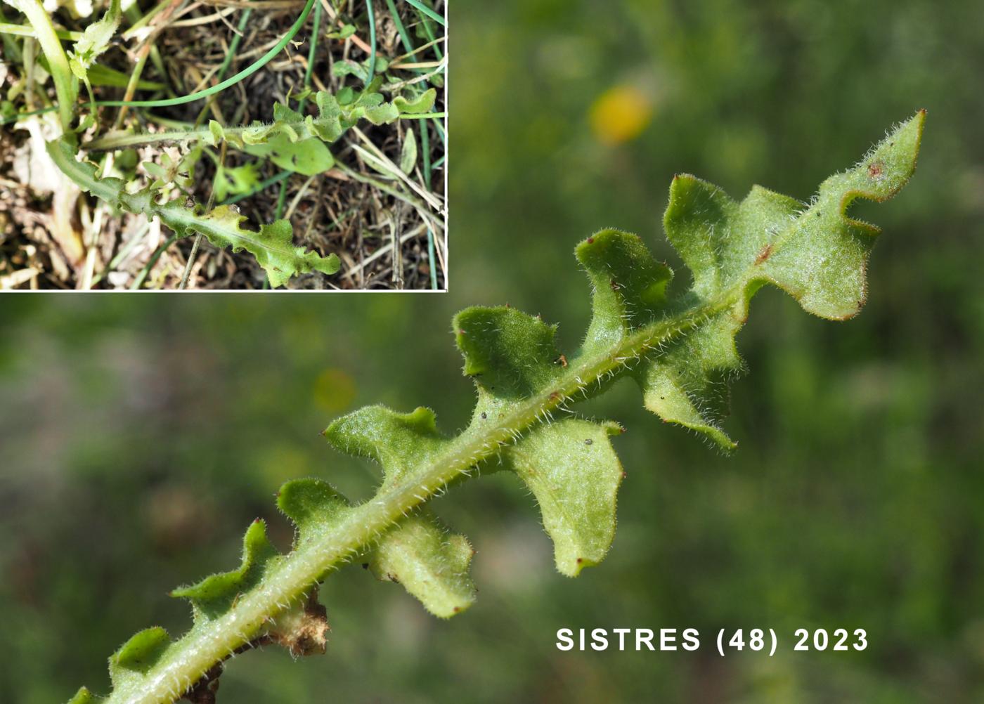 Golden-fleece leaf